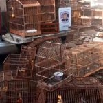 Cipoma resgata 90 aves silvestres em Vitória de Santo Antão